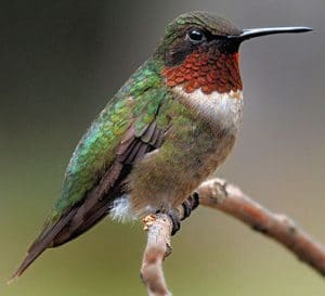 hummingbird-861882_1280_small